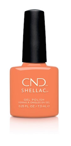 shellac_catch_of_the_day